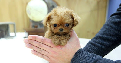 Teacup peekapoo puppies discount
